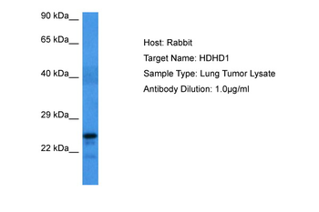 PUDP Rabbit Polyclonal Antibody