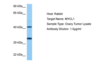 MYCL Rabbit Polyclonal Antibody
