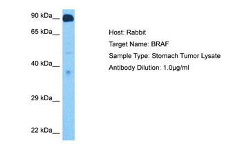BRAF Rabbit Polyclonal Antibody