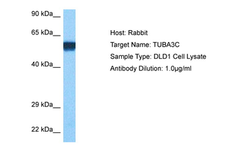 TUBA3D Rabbit Polyclonal Antibody