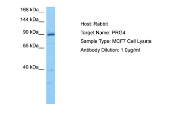 PRG4 Rabbit Polyclonal Antibody