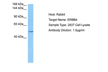 ERBB4 Rabbit Polyclonal Antibody