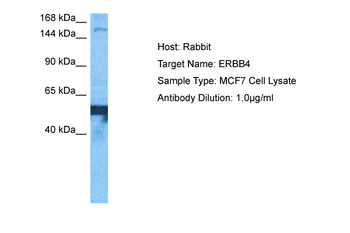 ERBB4 Rabbit Polyclonal Antibody