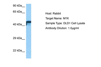 NYX Rabbit Polyclonal Antibody