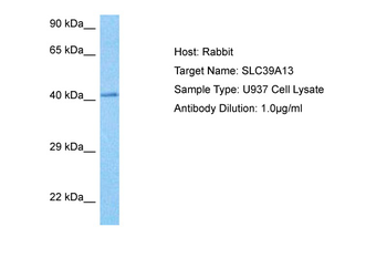 SLC39A13 Rabbit Polyclonal Antibody