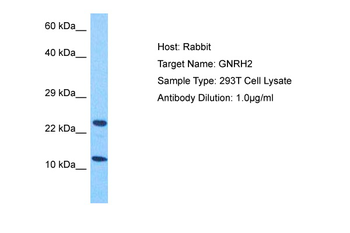 GNRH2 Rabbit Polyclonal Antibody