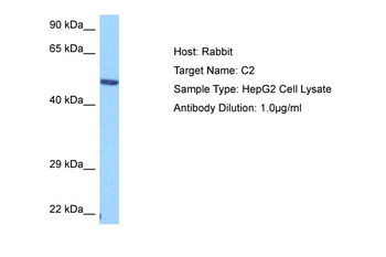 C2 Rabbit Polyclonal Antibody