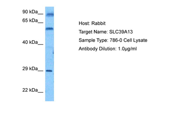 SLC39A13 Rabbit Polyclonal Antibody