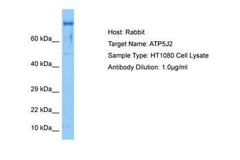 ATP5MF Rabbit Polyclonal Antibody