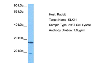 KLK11 Rabbit Polyclonal Antibody