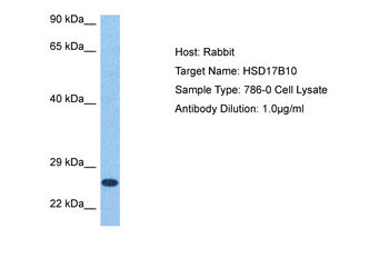 HSD17B10 Rabbit Polyclonal Antibody