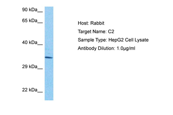 C2 Rabbit Polyclonal Antibody