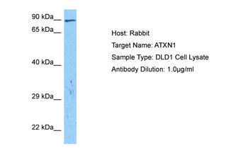 ATXN1 Rabbit Polyclonal Antibody