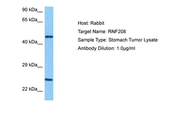 RNF208 Rabbit Polyclonal Antibody