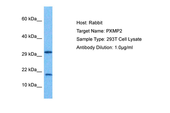 PXMP2 Rabbit Polyclonal Antibody