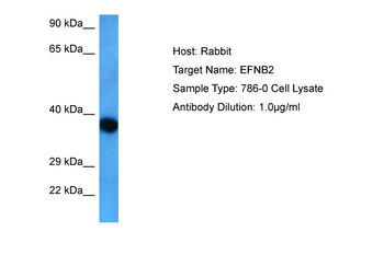 EFNB2 Rabbit Polyclonal Antibody