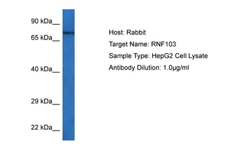 RNF103 Rabbit Polyclonal Antibody