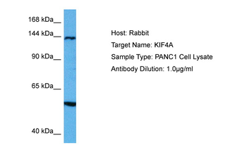 KIF4A Rabbit Polyclonal Antibody