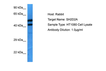 SH2D2A Rabbit Polyclonal Antibody