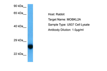 MOB3A Rabbit Polyclonal Antibody
