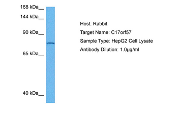 EFCAB13 Rabbit Polyclonal Antibody