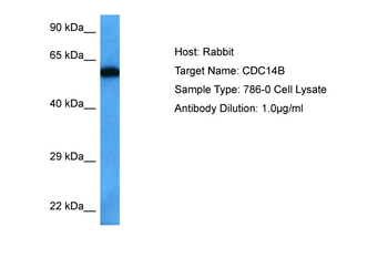 CDC14B Rabbit Polyclonal Antibody