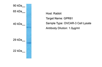 GPR81 Rabbit Polyclonal Antibody