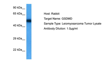 GSDMD Rabbit Polyclonal Antibody