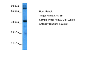 DOC2B Rabbit Polyclonal Antibody