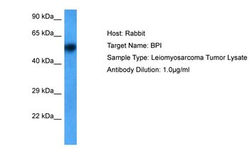 BPI Rabbit Polyclonal Antibody