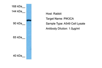 PIK3CA Rabbit Polyclonal Antibody