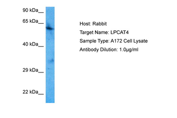 LPCAT4 Rabbit Polyclonal Antibody