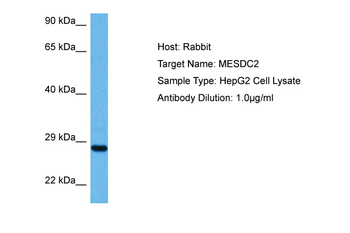 MESD Rabbit Polyclonal Antibody