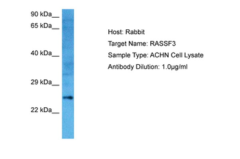 RASSF3 Rabbit Polyclonal Antibody