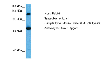 ITGA1 Rabbit Polyclonal Antibody