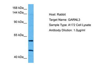 GARNL3 Rabbit Polyclonal Antibody