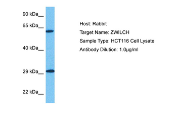 ZWILCH Rabbit Polyclonal Antibody