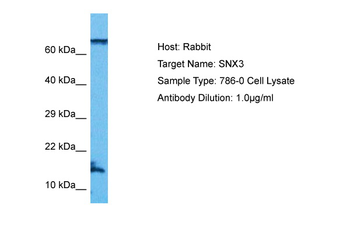 SNX3 Rabbit Polyclonal Antibody