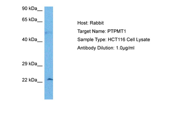 PTPMT1 Rabbit Polyclonal Antibody