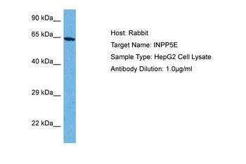 INPP5E Rabbit Polyclonal Antibody