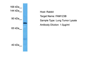 AMER1 Rabbit Polyclonal Antibody