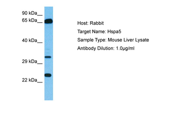 HSPA5 Rabbit Polyclonal Antibody