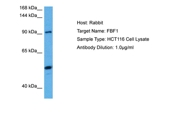 FBF1 Rabbit Polyclonal Antibody