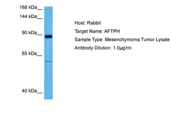 AFTPH Rabbit Polyclonal Antibody