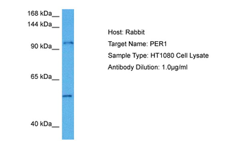 PER1 Rabbit Polyclonal Antibody