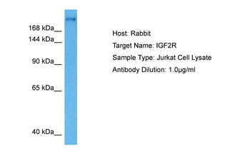 IGF2R Rabbit Polyclonal Antibody