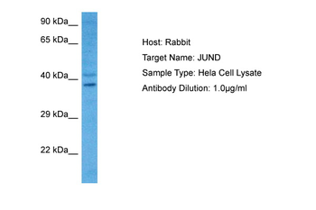 JUND Rabbit Polyclonal Antibody