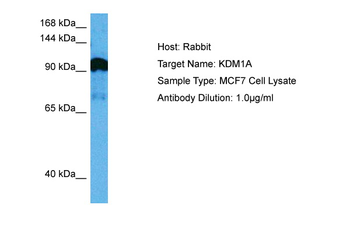KDM1A Rabbit Polyclonal Antibody