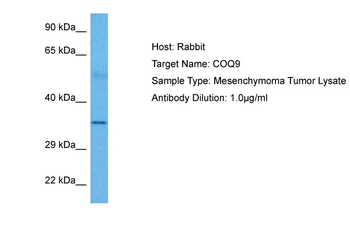 COQ9 Rabbit Polyclonal Antibody
