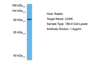 CASK Rabbit Polyclonal Antibody